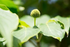Cornus k. 'China Girl' 100-125 cm met kluit - afbeelding 12