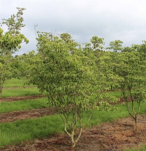 Cornus k. 'China Girl' 100-125 cm met kluit - afbeelding 10