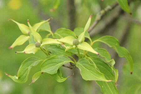 Cornus k. 'China Girl' 100-125 cm met kluit - afbeelding 9
