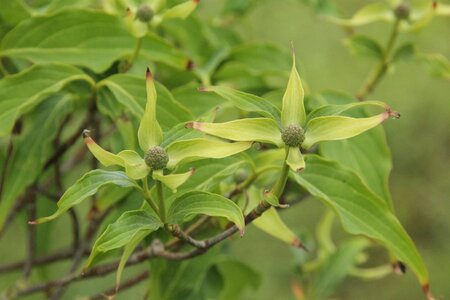 Cornus k. 'China Girl' 100-125 cm met kluit - afbeelding 8
