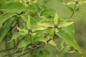 Cornus k. 'China Girl' 100-125 cm met kluit - afbeelding 8
