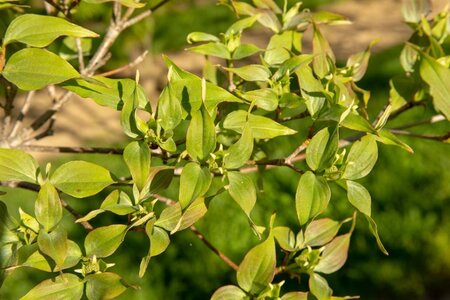 Cornus k. 'China Girl' 100-125 cm met kluit - afbeelding 7