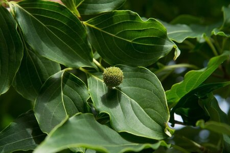 Cornus k. 'China Girl' 100-125 cm met kluit - afbeelding 6