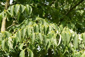 Cornus k. 'China Girl' 100-125 cm met kluit - afbeelding 4