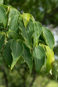 Cornus k. 'China Girl' 100-125 cm met kluit - afbeelding 3