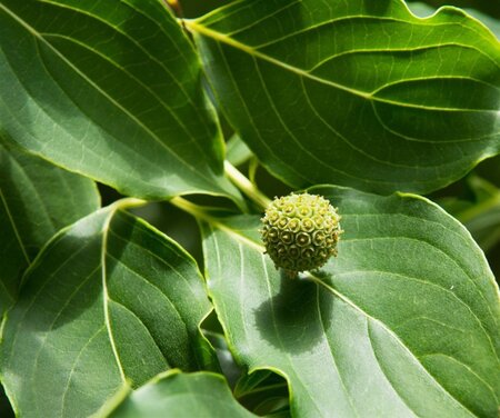 Cornus k. 'China Girl' 100-125 cm met kluit - afbeelding 2