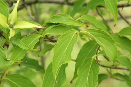 Cornus k. 'China Girl' 100-125 cm met kluit - afbeelding 13