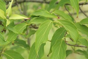 Cornus k. 'China Girl' 100-125 cm RB - image 11
