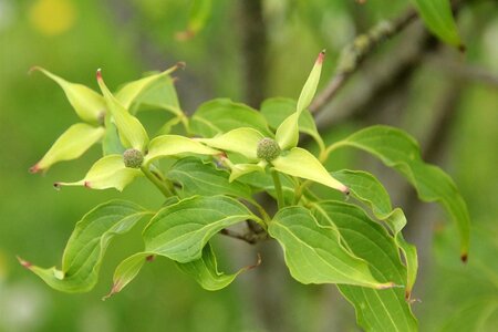 Cornus k. 'China Girl' 100-125 cm RB - image 5