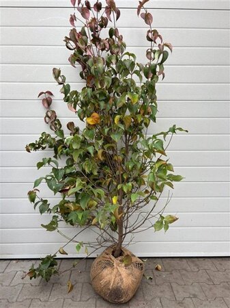 Cornus kousa chinensis 125-150 cm met kluit - afbeelding 4