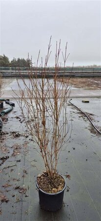 Cornus kousa chinensis 125-150 cm met kluit - afbeelding 4