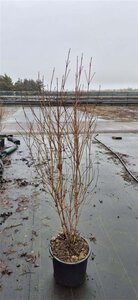 Cornus kousa chinensis 125-150 cm met kluit - afbeelding 4