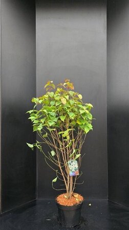 Cornus kousa chinensis 125-150 cm met kluit - afbeelding 5