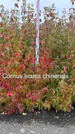 Cornus kousa chinensis 125-150 cm met kluit - afbeelding 1
