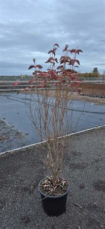 Cornus kousa chinensis 125-150 cm met kluit - afbeelding 3
