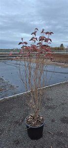 Cornus kousa chinensis 125-150 cm met kluit - afbeelding 3