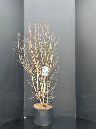 Cornus kousa chinensis 125-150 cm met kluit - afbeelding 6