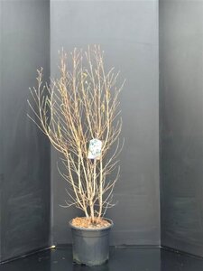 Cornus kousa chinensis 125-150 cm met kluit - afbeelding 6