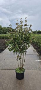 Cornus kousa chinensis 150-175 cm cont. 20L