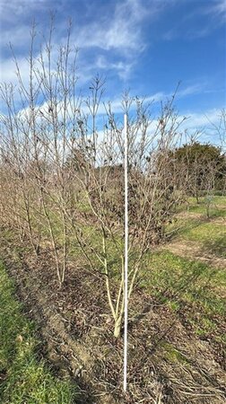 Cornus kousa chinensis 200-250 cm draadkluit meerstammig - afbeelding 6