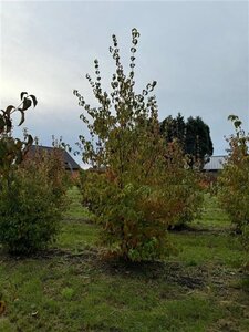 Cornus kousa chinensis 200-250 cm draadkluit meerstammig - afbeelding 3