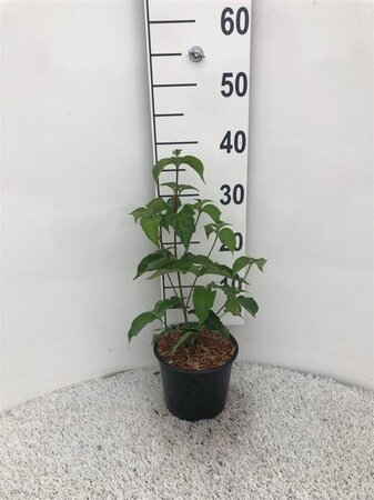 Cornus kousa chinensis 20-25 cm cont. 2,0L