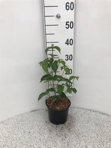 Cornus kousa chinensis 20-25 cm cont. 2,0L