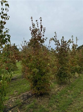 Cornus kousa chinensis 250-300 cm container meerstammig - afbeelding 2