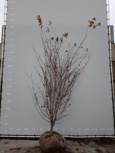 Cornus kousa chinensis 250-300 cm container meerstammig - afbeelding 8