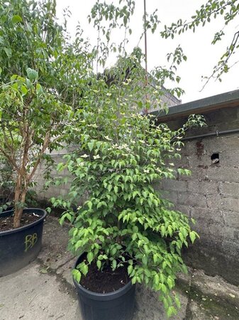 Cornus kousa chinensis 250-300 cm container multi-stem - image 1