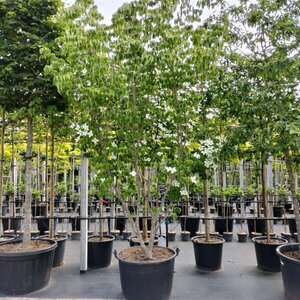 Cornus kousa chinensis 250-300 cm container multi-stem - image 9