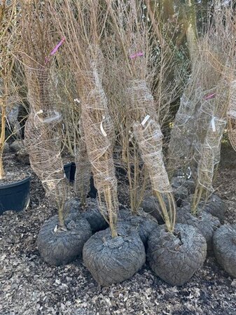 Cornus kousa chinensis 250-300 cm container multi-stem - image 4