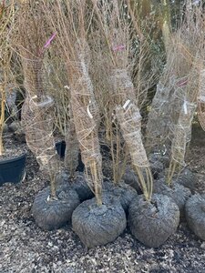 Cornus kousa chinensis 250-300 cm container multi-stem - image 4