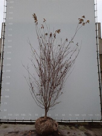 Cornus kousa chinensis 250-300 cm container multi-stem - image 8