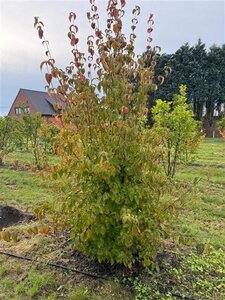Cornus kousa chinensis 250-300 cm container multi-stem - image 7