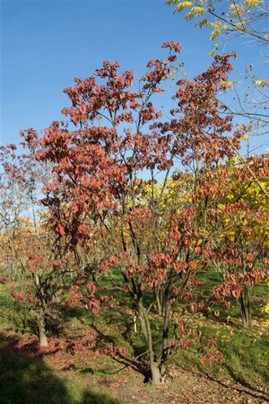 Cornus kousa chinensis 40-60 cm RB - image 7