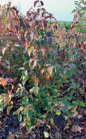 Cornus kousa chinensis 80-100 cm met kluit - afbeelding 2
