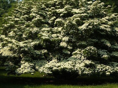 Cornus k. Galilean 100-125 cm met kluit - afbeelding 2