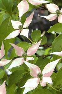 Cornus k. 'Madame Butterfly' 60-80 cm met kluit