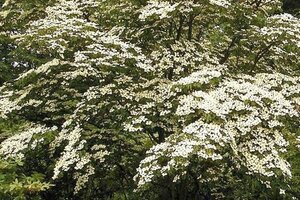 Cornus k. 'Madame Butterfly' 80-100 cm met kluit - afbeelding 2