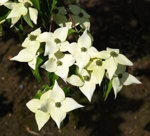 Cornus k. 'Milky Way' 100-125 cm RB
