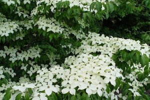 Cornus k. 'Milky Way' 100-125 cm RB - image 3
