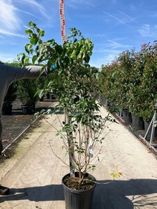 Cornus k. 'Milky Way' 125-150 cm cont. 25L