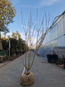 Cornus k. 'Milky Way' 150-175 cm met kluit struik solitair