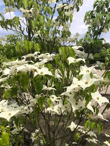 Cornus k. 'Milky Way' 200-250 cm cont. 45L - afbeelding 2