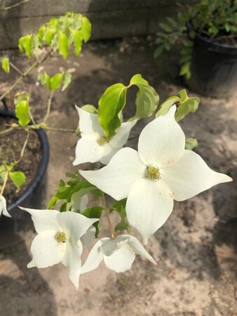 Cornus k. 'Milky Way' 200-250 cm cont. 45L - image 1