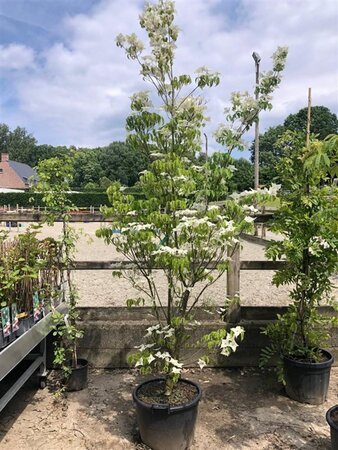 Cornus k. 'Milky Way' 200-250 cm cont. 45L - image 3