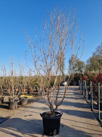 Cornus k. 'Milky Way' 200-250 cm container solitair - afbeelding 4