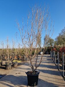 Cornus k. 'Milky Way' 200-250 cm container solitair - afbeelding 4