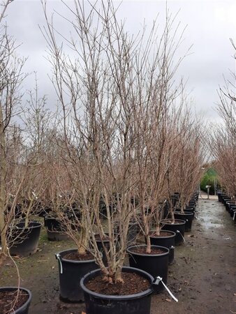 Cornus k. 'Milky Way' 200-250 cm container single - image 1